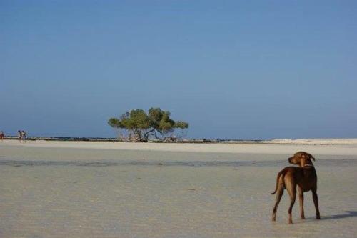 a brown dog standing in the sand on a beach at Deep south Eco-lodge in Marsa Alam City