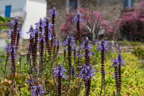 a group of purple flowers in a garden at Il Brillocco in Castellabate