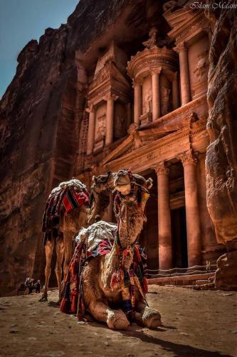 a camel sitting in front of a building at Majido Hotel in Wadi Musa