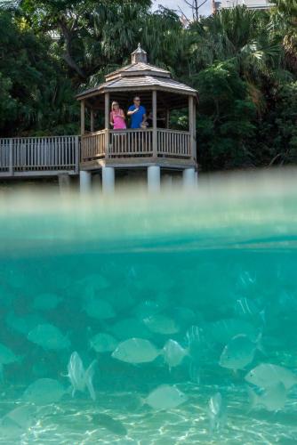 a couple standing on a gazebo over the water at Grotto Bay Beach Resort in Tuckerʼs Town