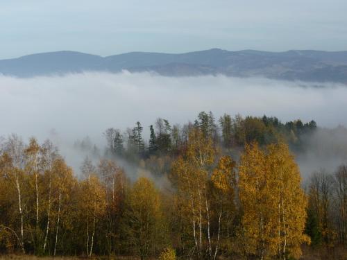 a forest of trees with fog in the background at Widokowa Osada in Międzylesie