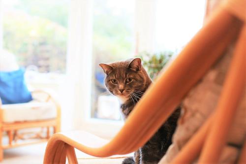 Ospiti di Uppingham con animali domestici