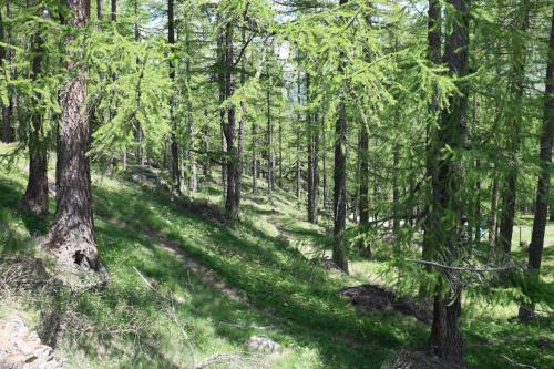 a wooded area with green grass and trees at 3-Schlafzimmer Chalet Eichhorn****, Saas Fee 1800m in Saas-Fee