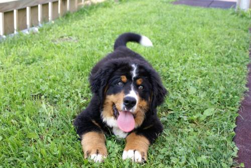 a black and brown dog laying in the grass at All Inclusive Hotel Bachmayerhof in Uderns