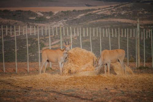 three animals standing around a pile of hay at Melk Houte Bosch Guest Farm in Swellendam