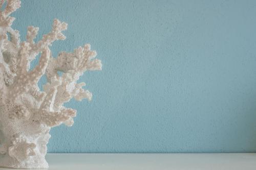 a white plant in a vase next to a blue wall at Miramare love nest 5terreparco in Riomaggiore