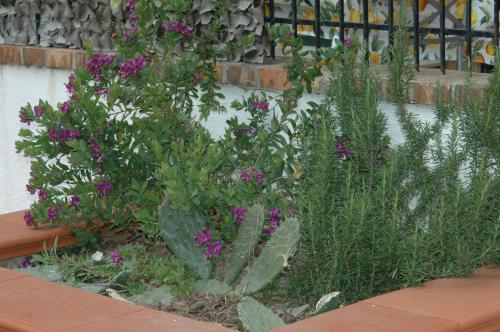 Κήπος έξω από το B&B La Terrazza