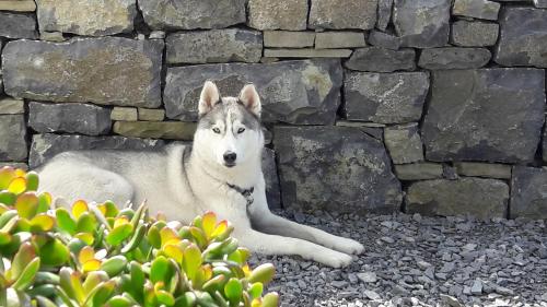 Fotografia z galérie ubytovania Cois Na hAbhann v destinácii Doolin