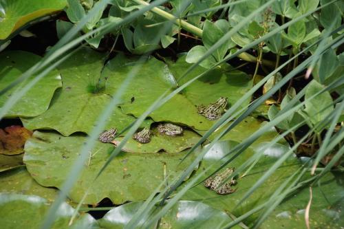 a group of frogs sitting on a green leaf at Bed & Breakfast aan de Beek in Arcen