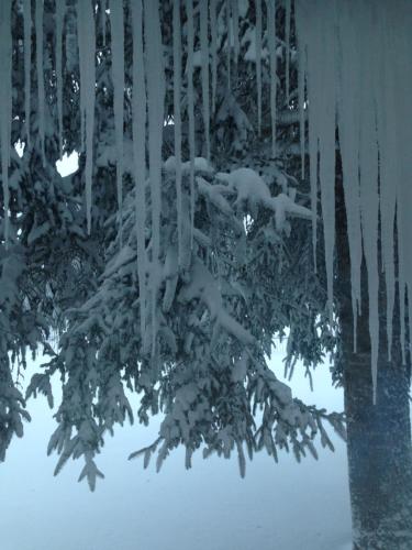 a tree is covered in snow at Chalet dell'Orso in Pescasseroli