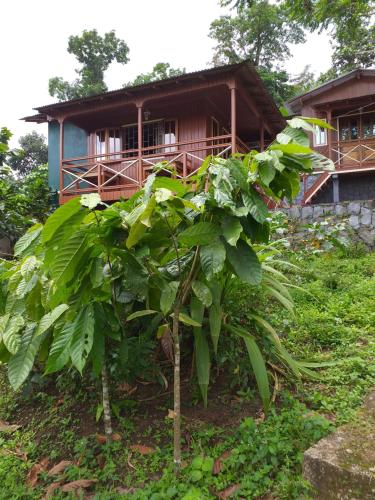 a house with a bunch of banana trees in front of it at GUEST HOUSE QUINTA NATURAL Bangalots in Graça