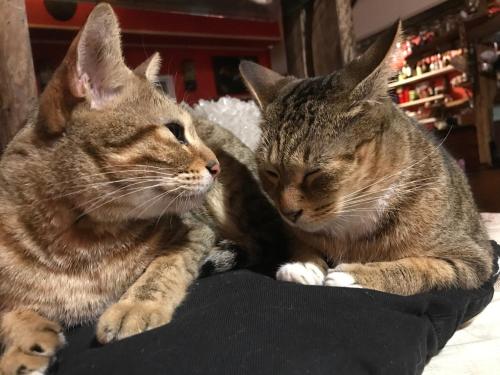 two cats are laying next to each other at A-HOME in Jiufen
