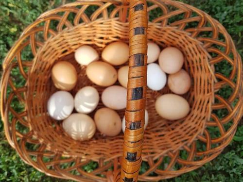 a bunch of eggs in a basket at BIO Farma & Penzión Zlatý Hýľ in Nováčany