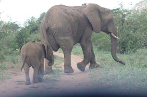 a mother elephant and a baby elephant walking down a dirt road at Adonsonia Lodge in Grietjie Nature Reserve