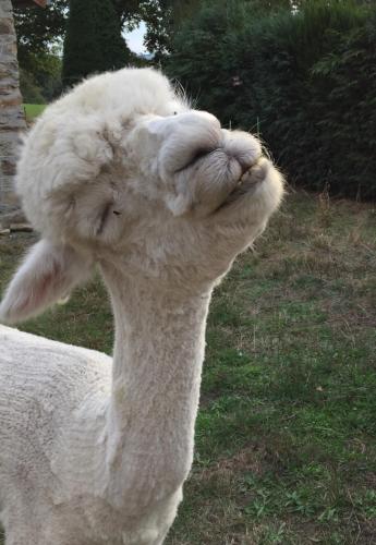 a close up of a white alpaca with its head at Chouetterie in Saint-Dizier-Leyrenne