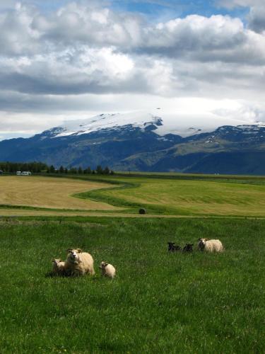 three sheep laying in a field of green grass at Guesthouse Húsid in Hlíðarendi