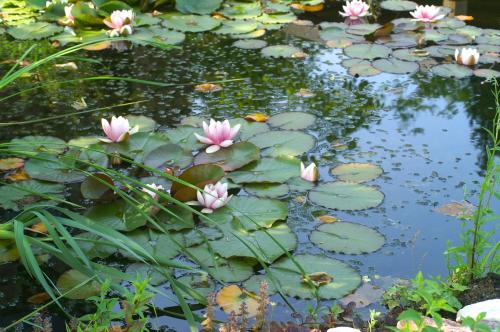 a pond with pink flowers and lily pads at Hotel Burg Arras in Alf