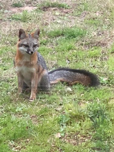 a cat and a fox sitting in the grass at Fishers Of Men Ranch Home in Marble Falls