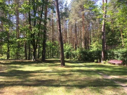 a park with a bench in the middle of a forest at Domik v lesy in Lyutezh