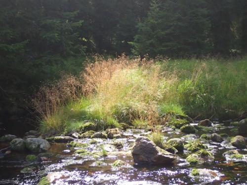 a stream with grass and rocks in a field at Apartmán u lesa, Srní 119 in Srní