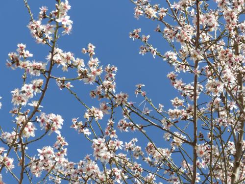 a tree with pink flowers against a blue sky at Olmedilla in Olmeda de las Fuentes