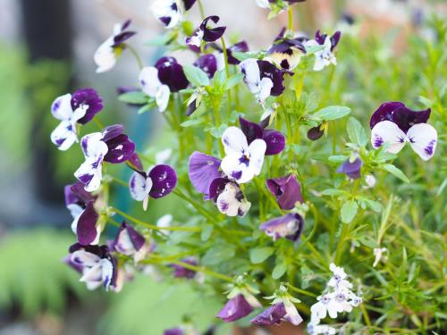a bunch of purple and white flowers on a plant at No.33 Coach House in Hillsborough