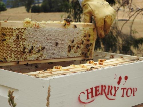 a beehive being filled with honey bees at Cherry Top Farmstay - Boutique Eco Village in Lilydale