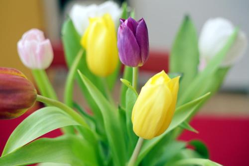 a bunch of different colored flowers in a vase at Apartments Life & Energy in Čatež ob Savi