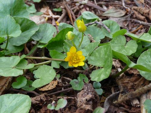 a yellow flower on the ground with green leaves at Selatuinen in Appelscha