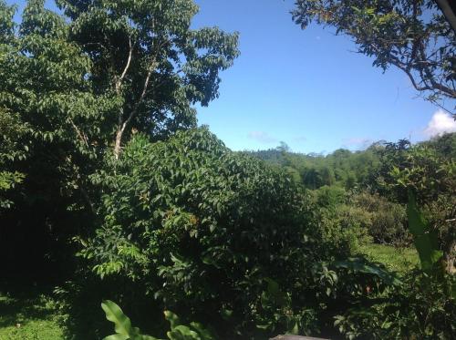 a forest of trees with a blue sky in the background at Casa de Piedra in Mindo