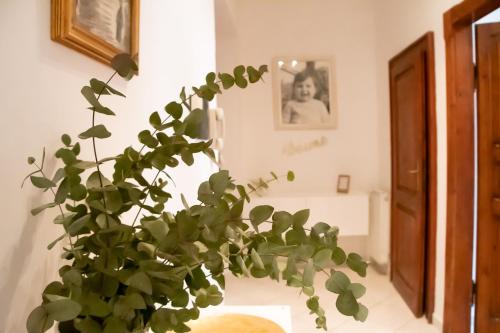 a plant in a vase sitting on a table at Alloggio Turistico al Civico n 32 in Foligno