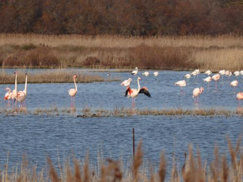 a group of flamingos standing in a body of water at Gîte des Jonquiès, au calme vue sur le canal du midi et la mer in Portiragnes