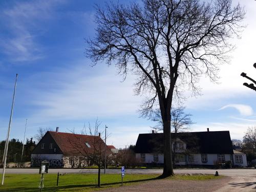 a tree sitting in the middle of a street at Stora Herrestad B&B in Ystad