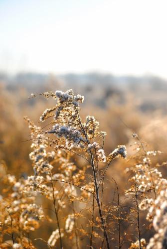 a plant with white flowers in a field at יופי של אירוח בעמיעד in Ammiad