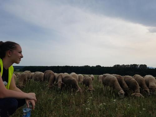 a herd of sheep grazing in a field at BIO Farma & Penzión Zlatý Hýľ in Nováčany