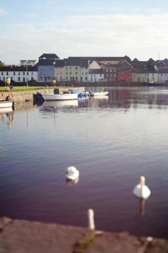 two birds swimming in a body of water with boats at The Herons Rest Townhouse B&B in Galway