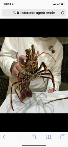 a person holding a largearantula in their hand at B&B Rossini Luxury in Rende
