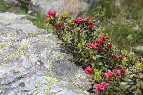a plant with red flowers on a rock at Hotel Ambiente in Saas-Fee