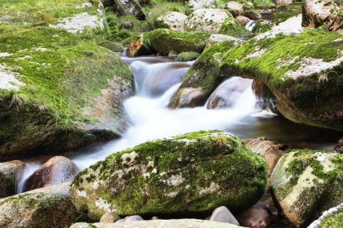 a stream of water with green moss on rocks at CHATA - SPORT - SKI in Kořenov