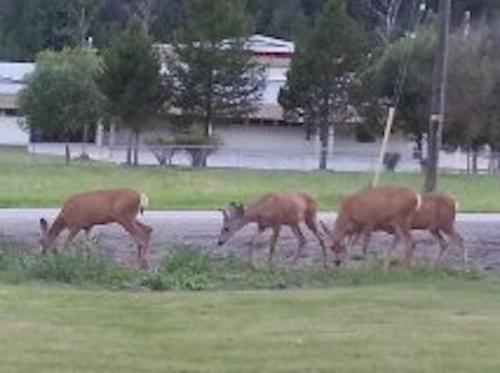 a group of three deer grazing in a field at Evening Star Motel in Greenwood