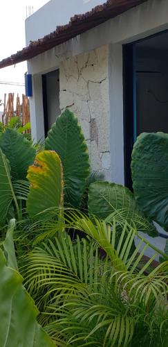 a plant with large green leaves next to a building at Poza Clara Sanctuary in Bacalar