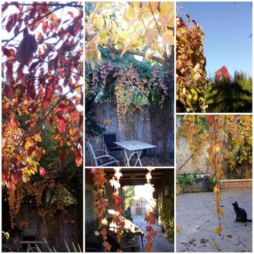a collage of photos with a cat in a yard at Bay Leaves in Jaén