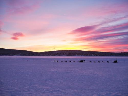 a group of birds on a snowy field at sunset at Aurora Camp Kurravaara in Kurravaara