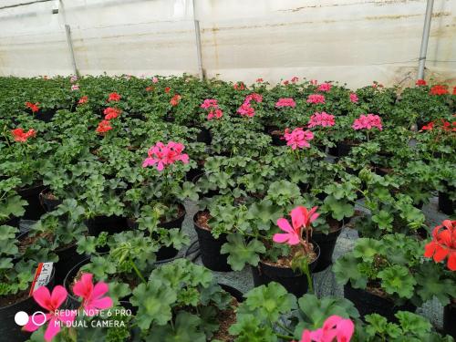 a group of flowers in pots in a greenhouse at AGRITURISMO " LE SERRE" in Spello