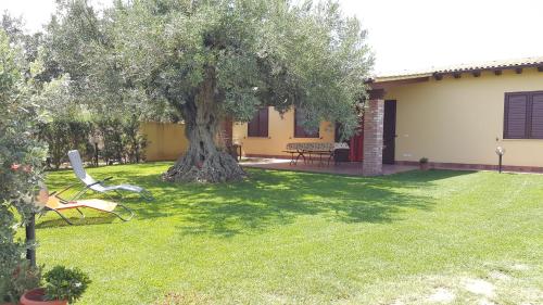 House surrounded by olive trees – Photos 2