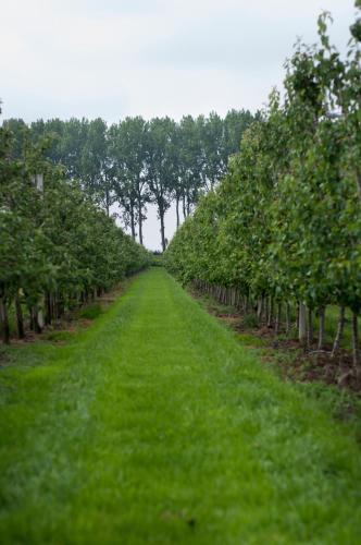 Κήπος έξω από το Hoeve Oude Tol
