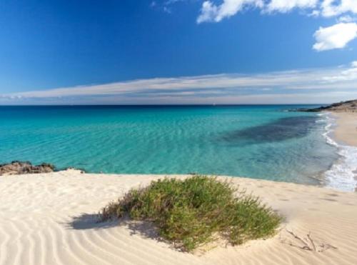 a beach with the ocean and a bush in the sand at Lima waikiki beach in Corralejo