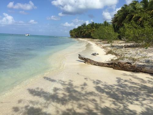 a sandy beach with palm trees and the ocean at B&B Villa Luna in Bayahibe