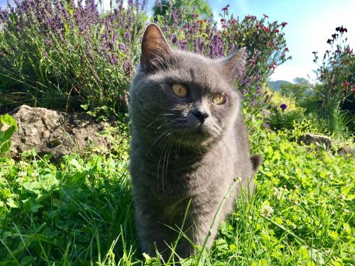 a gray cat is standing in the grass at Stavne 158 in Stavnoye