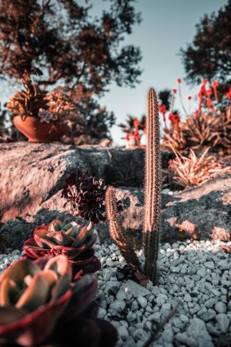 a cactus in a garden with some plants at Quintinha do Periqueiro in Castelo do Neiva